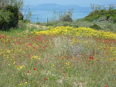 Ferienhaus in Arillas  (Kerkyra) oder Ferienwohnung oder Ferienhaus