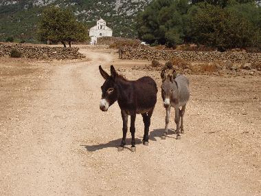 Ferienwohnung in Dorgali (Nuoro) oder Ferienwohnung oder Ferienhaus