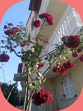 Ferienwohnung in Agios Gordios-Kerkyra (Kerkyra) oder Ferienwohnung oder Ferienhaus