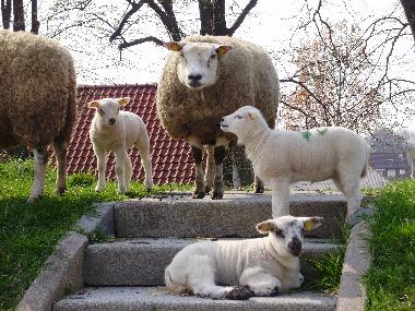 Ferienhaus in Baarland/Scheldeoord (Zeeland) oder Ferienwohnung oder Ferienhaus