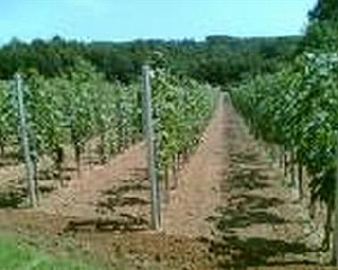 Ferienwohnung in Vrbnik KRK (Primorsko-Goranska) oder Ferienwohnung oder Ferienhaus