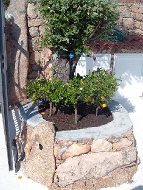 etwas Gr�nes zum Wohlf�hlen