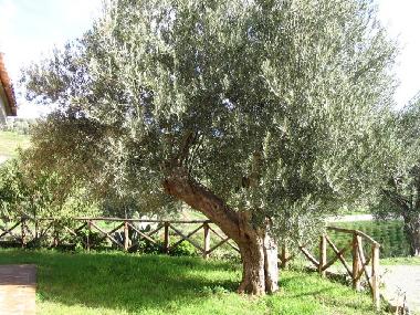 Ferienwohnung in SQUILLACE (Catanzaro) oder Ferienwohnung oder Ferienhaus