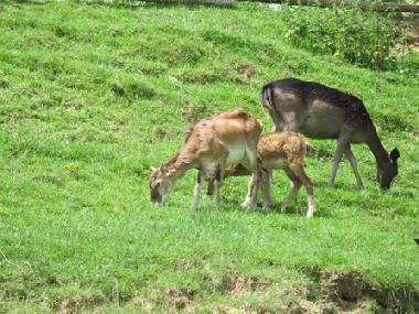 Ferienwohnung in Klake (Kozje) oder Ferienwohnung oder Ferienhaus