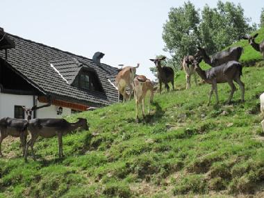 Ferienwohnung in Klake (Kozje) oder Ferienwohnung oder Ferienhaus