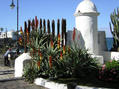 Ferienwohnung in 38400 (Teneriffa) oder Ferienwohnung oder Ferienhaus