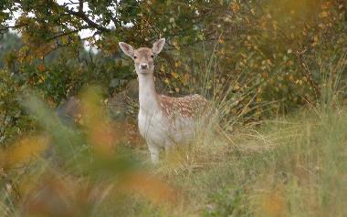 eine sch�ne Aussicht vom Wohnzimmer auf die D�nen - Scheveningen