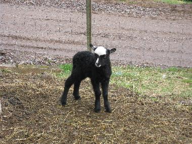 Ferienwohnung in Oberharmersbach (Schwarzwald) oder Ferienwohnung oder Ferienhaus