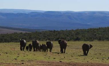 Der Addo Elefant Nationalpark (zweitgr��ter Nationalpark in SA) ist ca. 90 Autominuten von Jeffreys 