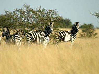 Den Baviaanskloof, riesiges Naurschutzreservat mit freiem Wildbestand (Nash�rner, Leoparden, Antilop