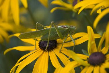 Heuschrecke auf Sonnenhut (Rudbeckia)