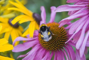 Hummel auf dem Sonnenhut (Echinacea)