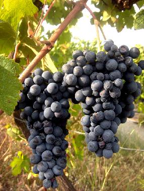 Ferienwohnung in Montecalvo Versiggia (Pavia) oder Ferienwohnung oder Ferienhaus