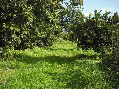 Ferienhaus in CHANIA (Chania) oder Ferienwohnung oder Ferienhaus