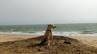 Leon bewacht den Strand ;-)