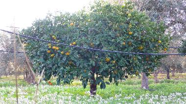 Ferienhaus in Trapani (Rilievo) (Trapani) oder Ferienwohnung oder Ferienhaus