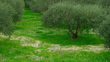 Ferienhaus in Saint Czaire de Gauzignan (Gard) oder Ferienwohnung oder Ferienhaus
