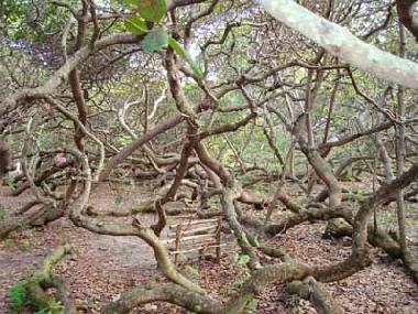Ferienhaus in Pirangi do Norte (Rio Grande do Norte) oder Ferienwohnung oder Ferienhaus