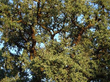 Ferienhaus in F�tima (Pinhal Litoral) oder Ferienwohnung oder Ferienhaus