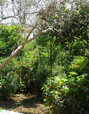 Ferienhaus in Scauri (LT) (Latina) oder Ferienwohnung oder Ferienhaus