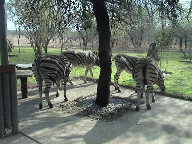 Ferienhaus in Marloth Park, Mpumalanga. (Mpumalanga) oder Ferienwohnung oder Ferienhaus