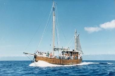 Wale beobachten in Los Gigantes