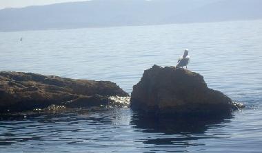 Ferienwohnung in Pisak (Splitsko-Dalmatinska) oder Ferienwohnung oder Ferienhaus