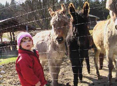 Streichelzoo am Kalkberg