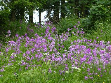 Im Juni bl�hen die Mondviolen