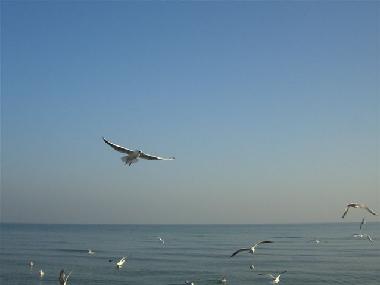 Ferienwohnung in Ostseebad Baabe (Ostsee-Inseln) oder Ferienwohnung oder Ferienhaus