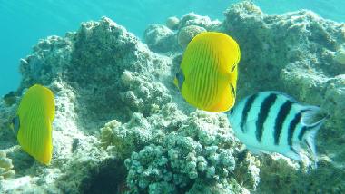 u.a. diese Fische k�nnen Sie am Riff sehen