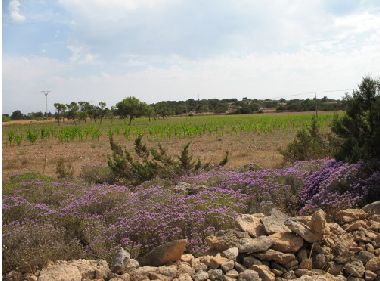 Ferienhaus in Romakloster  (Gotland) oder Ferienwohnung oder Ferienhaus
