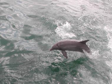 Ferienhaus in Marco Island (Florida) oder Ferienwohnung oder Ferienhaus