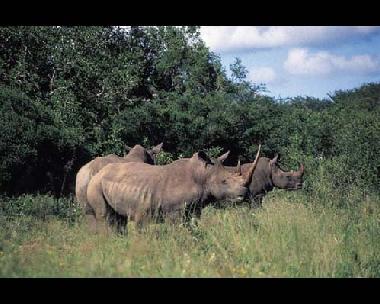Pension in Southern Kruger Park (Mpumalanga) oder Ferienwohnung oder Ferienhaus