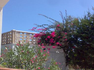 Ferienhaus in Marina di Lizzano (Lecce) oder Ferienwohnung oder Ferienhaus