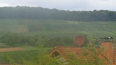 Weinberge Liel