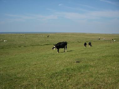 Ferienwohnung in Dorum-Neufeld (Nordsee-Festland / Ostfriesland) oder Ferienwohnung oder Ferienhaus