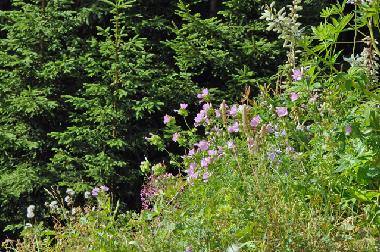 Ferienwohnung in Bettmeralp (Aletsch) oder Ferienwohnung oder Ferienhaus