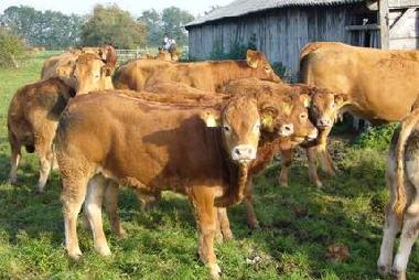 Ferienwohnung in Kranenburg-Mehr (Niederrhein) oder Ferienwohnung oder Ferienhaus