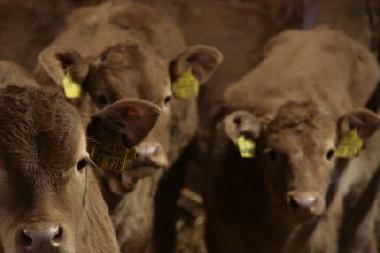 Ferienwohnung in Kranenburg-Mehr (Niederrhein) oder Ferienwohnung oder Ferienhaus