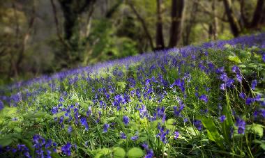 Ferienwohnung in Woolacombe (South West) oder Ferienwohnung oder Ferienhaus