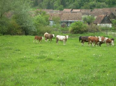 Auf der Weide hinter dem Dorf
