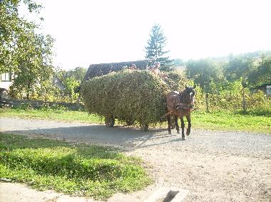Beim Luzerneeinfahren