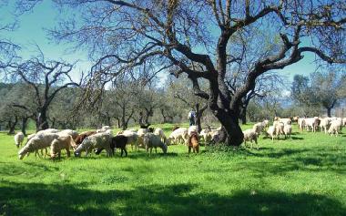 Ferienhaus in Calahonda (M�laga) oder Ferienwohnung oder Ferienhaus