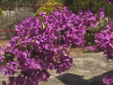 Chalet in Les Borges del Camp (Tarragona) oder Ferienwohnung oder Ferienhaus