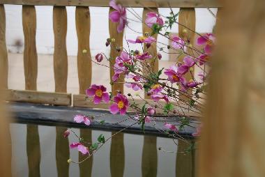 Ferienhaus in Falisolle (Wallonien) oder Ferienwohnung oder Ferienhaus
