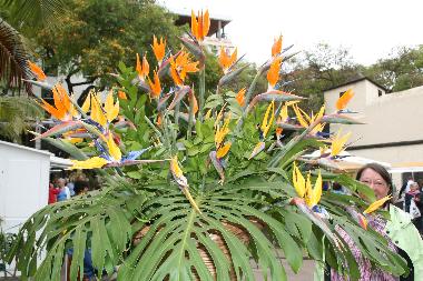 Strelizien in Funchal auf der Blumeninsel Madeira im Atlantik
