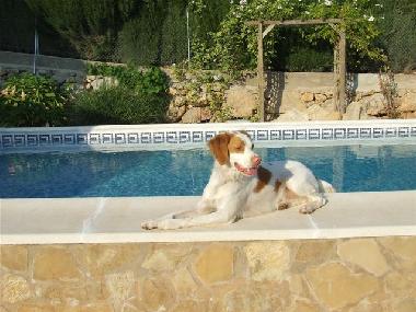 Ferienwohnung in Benaguasil  (Valencia / Valncia) oder Ferienwohnung oder Ferienhaus