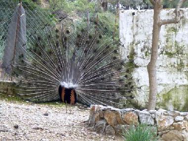 Pfau im Tal der 7 Quellen Rhodos
