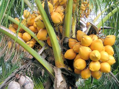 Ferienhaus in ANSE JONCHEE (Grand Port) oder Ferienwohnung oder Ferienhaus
